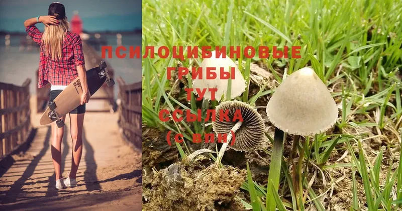 Галлюциногенные грибы Psilocybe  Нелидово 